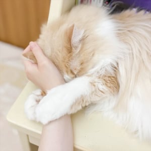 ネコが飼い主をダメにする！？ぎゅっと手元に抱きつく、なでなでホールドに「メロメロのデレデレですわ」「人を骨抜きにするというモフモフの技」