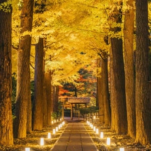 【東京都杉並区】大田黒公園の紅葉ライトアップが幻想的！都会を忘れる癒しの空間