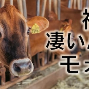 飛騨で唯一の牛乳屋「牧成舎」が届ける選べる乳製品福袋が楽天市場で全国ファンを獲得