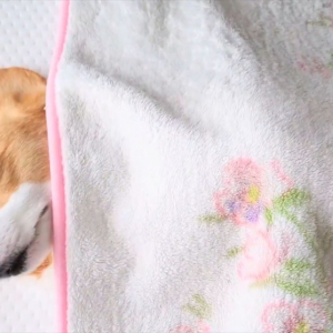 コーギーを起こしたら・・。ブランケットを剝がれても寝続ける姿が話題に「いい環境で生活している証拠」「まだまだ眠いんですね」