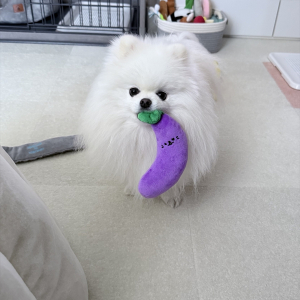 体調不良の飼い主さんが心配。ナスをそっと見せにきてくれた心優しいポメラニアンが話題に「元気でますね」「飼い主さんも喜んでいるよ」