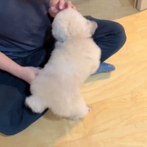 はしゃぐトイプードル。何時間でも楽しく過ごすその姿に反響「人懐こいね」「かわいすぎる」
