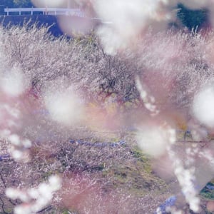 「和歌山 Well-being Month 2026」開催！自然や文化などを通じてウェルビーイング体感