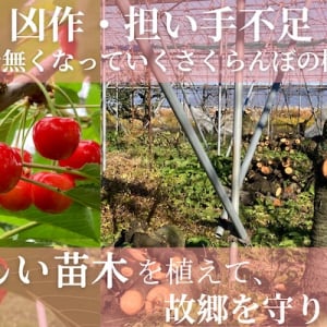【山形県山辺町】耕作放棄地に苗木を植えて産地を維持し、故郷を守る。さくらんぼ農家がクラファン開始