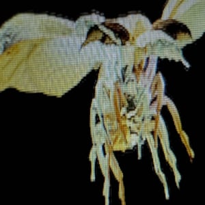 Tele、ツアー同名の新曲「蟲」リリースへ