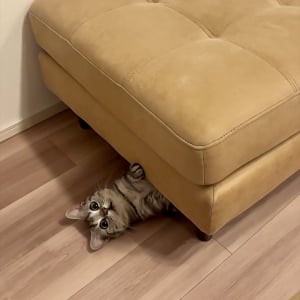 行方不明だったネコ。おやつの袋の音を立ててみたら・・ひょっこり出てきた！「かわいすぎ」「おやつの音は聞き逃さない！」