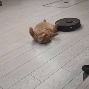 ロボット掃除機がぶつかってきても・・。リラックス中のネコは完全スルー！【海外・動画】