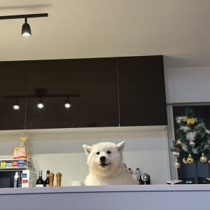 サモエドがマスター！？カウンターに立つ姿が話題に「私一人ですけどいいですか？」「ドッグフードに牛乳かけたやつでいいよ！」