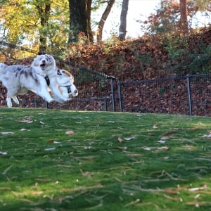 仲良しコーギーとボーダーコリー！一緒にジャンプした瞬間の姿が話題に「むちゃんこいい写真」「よく撮れましたね。最高！」