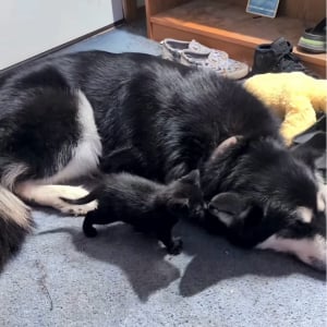 小さなおててでちょんちょん！イヌの大きな耳をオモチャにして遊ぶかわいい子猫【海外・動画】