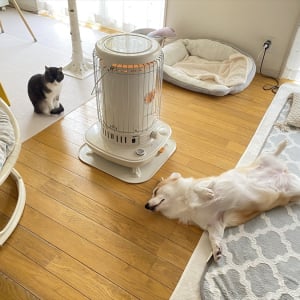 ストーブ前に集まるネコとコーギー。その暖まり方の違いが話題に「同じモフモフ族でも違いがあって興味深い」