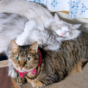 無言で訴えかけてくるネコ。体を枕にされて動けなくなっている様子が話題に「優しい子だぁ」「これは動いちゃダメなやつですね」