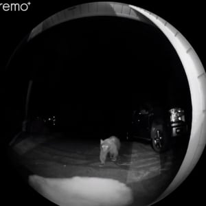 夜中に鳴るインターホン、こんな時間に誰だ？とカメラを確認すると熊さんがご訪問！？