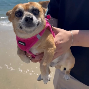 大好きな海を前にエア犬かき発動！早く泳ぎたくてウズウズ！！【アメリカ・動画】