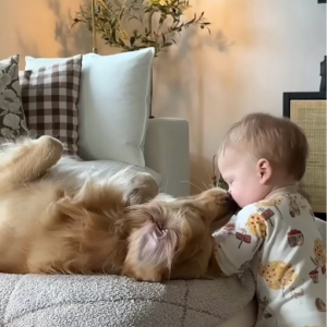 ふたりは親友。赤ちゃんが頭を寄せる相手は・・大好きなゴールデンレトリバー！【アメリカ・動画】