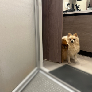 愛犬たちは飼い主さんを見守る。入浴しているのを心配してずっと見守る姿に「見守り犬かわいい」「めっちゃ心配そうなお顔して」