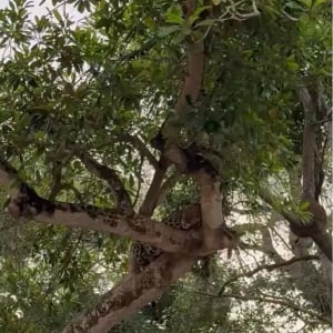 くつろいでいるように見えてしっかり監視中！？木の上で一休み中のジャガーがカメラを凝視！！【海外・動画】