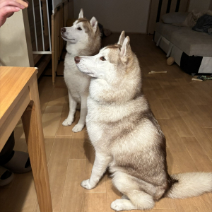 「待て」が長くない？表情で訴えかけてくるハスキー犬が話題に「なんか長いワン」