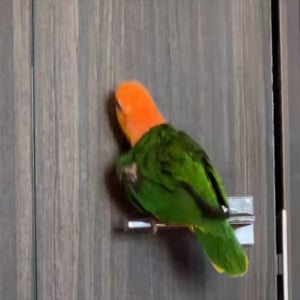ノリノリなシロハラインコ。ドアノブの上でガチャガチャとはしゃぐ動きに反響「楽しそうですね～」「ドアノブ耐久試験職人！」