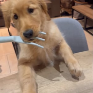 イタズラした子犬とグルグル！テーブルで楽しい追いかけっこ開始！【海外・動画】