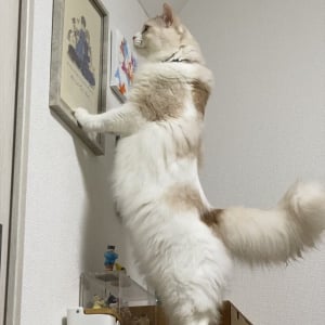 家族を描いた絵を見つめるネコ。深夜1時の行動が話題に「ちゃんとうちらも描かれておるにゃ」「世界が優しく見える」