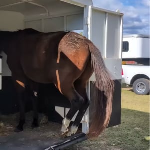 ゆっくり慎重に・・。ウマはトレーラーから後ろ向きに降りる練習中！【アメリカ・動画】