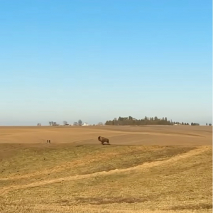 ピョン！ピョ～ン！ご機嫌な足取りでバイソンが草原を駆け抜ける！【アメリカ・動画】