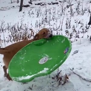 ソリをくわえて運んできた子犬。見よう見まねで雪道をシューーーッと滑走！！【アメリカ・動画】