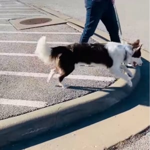 跳ねまわるボーダーコリー。ジャンプが大好きて止まらない！！【アメリカ・動画】