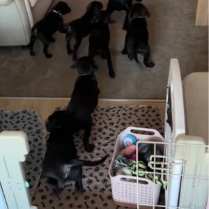 ラブラドール母子の楽しい時間。お茶目なママは駆け寄って来た子犬たちを飛び越えて逃げ回る！【海外・動画】