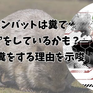 ウォンバットは糞で“会話”をしているかも？ 四角い糞をする理由を示唆（彩恵りり）
