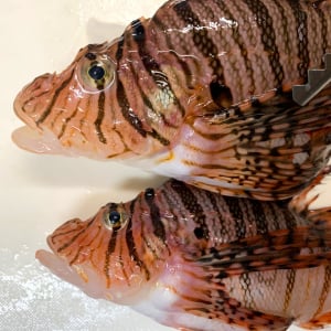 【なんと100円!!】毒魚だから激安!! だけど超ラブリーで特に煮つけが激ウマなお買い得魚・ミノカサゴを捌いて食べた結果【未利用魚】