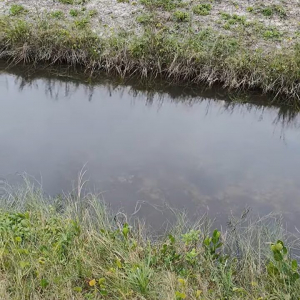 偏光サングラスが教えてくれた驚愕の事実！穏やかで平和な小川にワニが潜んでいる！？【アメリカ・動画】