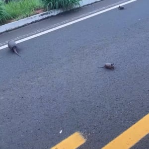 危ない！車も走る道路にいたのはアルマジロの家族！？【海外・動画】