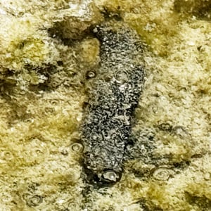 ナウル共和国にナマコみたいなのたくさんいたけどナマコなのかなこれナマコかなどうかな