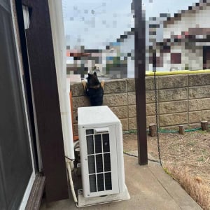 塀につかまり立ちして外を見る柴犬。その愛らしい姿に通行人たちから黄色い声がかけられていた！！