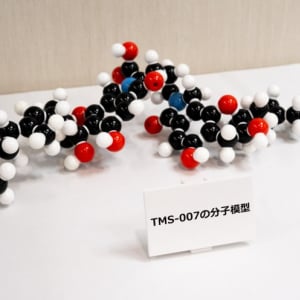 ペニシリンから98年、西表島の黒カビが拓く脳梗塞治療の新たな可能性