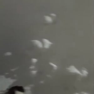 角を曲がろうとしたら・・前方にホッキョクグマが！？絶体絶命の危機を救ってくれたのは勇敢な愛犬でした【海外・動画】