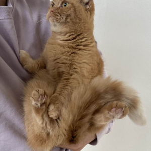 ネコのやんわり拒絶が話題に「あ、自分大丈夫なんで・・・」「なかなかに意思の強そうな瞳」