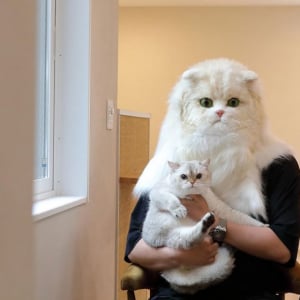 「猫を飼わない人は入居お断り」多頭飼い大歓迎！ 保護猫36匹を救った不動産屋の“究極の猫ファースト”家づくりが話題　大阪「ねこ大家」
