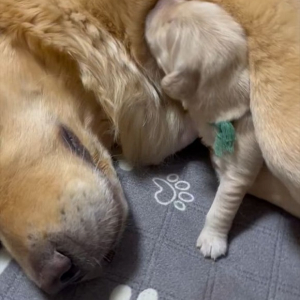 子犬のお気に入りの場所は・・！たどり着くまでの動きがかわいすぎると話題に「スリスリしてるところがたまらなくかわいい」