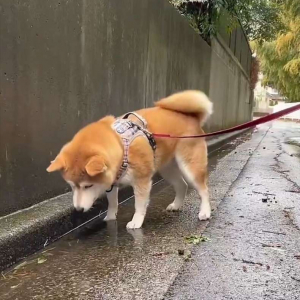 雨が降る中おさんぽ中の柴犬が・・。遊び始めた姿が話題に。話題に「尻尾フリフリで楽しそう」「楽しいこと見つけちゃったね」