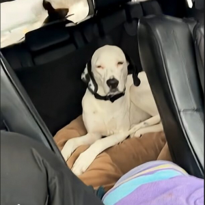 じっとできる子とワイパーを追うのに夢中な子。ドライブ中の愛犬たちの差が激しい！【アメリカ・動画】