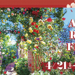熱海「ACAO FOREST」、約600種4,000株のバラが咲き誇る「ACAO ROSE FESTA 2026」が4月21日より開催！