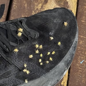 ナウル共和国を歩いてたら靴にくっつていきた「ひっつき虫みたいな粒」はなんですか？ なんなんでしょうか