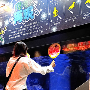 東京スカイツリータウン すみだ水族館「すみだオットセイファン感謝祭」3/27～5/18 開催☆ 5頭の性格やクセも丸見え◎ ハマる深みがいっぱい◎ 推し活もできちゃう♪