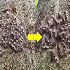 こちらの声に反応して飛び跳ねる？空気の振動を感知して集団で動く毛虫