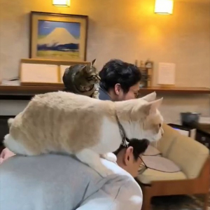 本日のお仕事を終えた看板猫たち。業務終了後の姿に「大人しく乗ってて偉い」「ネコ様へのリスペクト素敵すぎます」