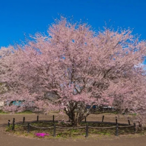 山梨県北杜市観光協会が桜の名所や開花状況を随時発信！最も美しい瞬間の桜を楽しもう