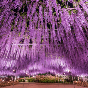 栃木・あしかがフラワーパーク、350本以上の藤の花が咲き誇る「ふじのはな物語～大藤まつり2026～」が4月11日より開催！